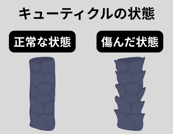キューティクルの状態