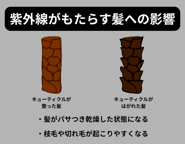 紫外線がもたらす髪への影響