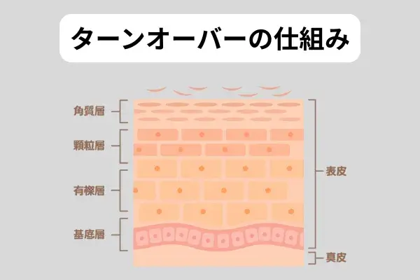 ターンオーバーの仕組み